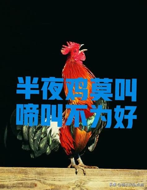 雞半夜叫|老話：「半夜雞莫叫，啼叫不為好」！難道雞叫不好？。